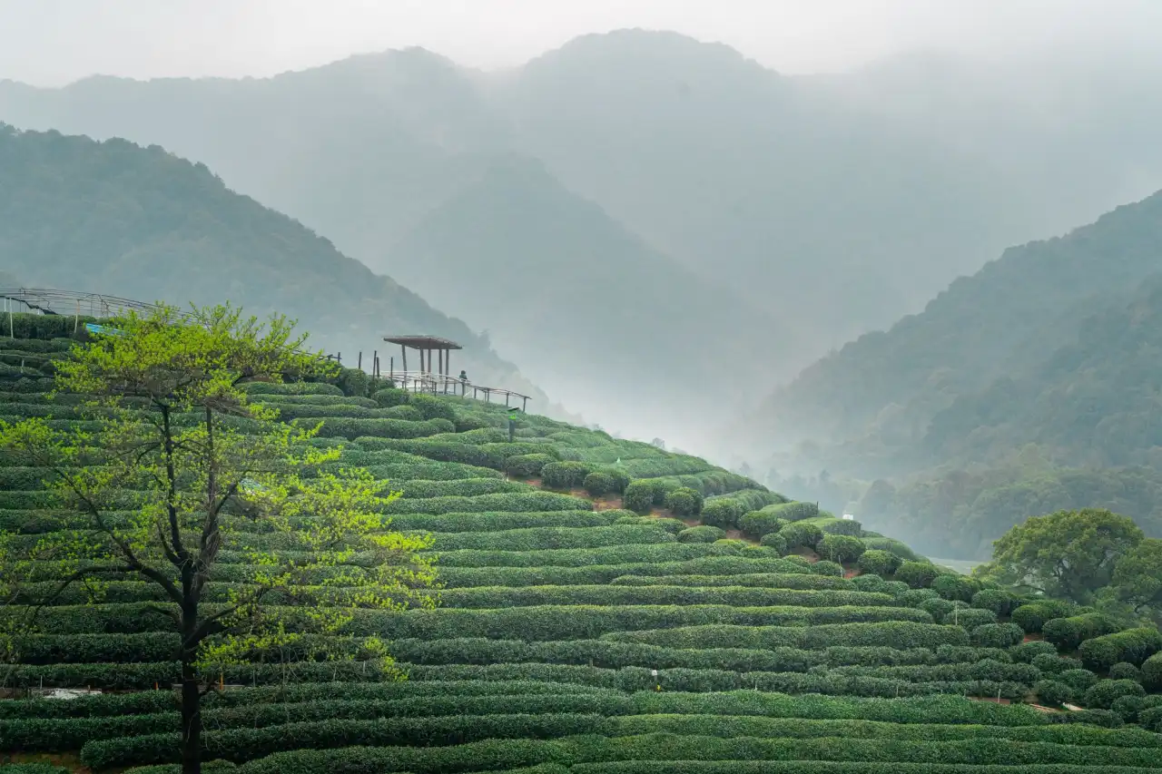 红木茶台定制流程详解：从选材到东阳木作工艺落地