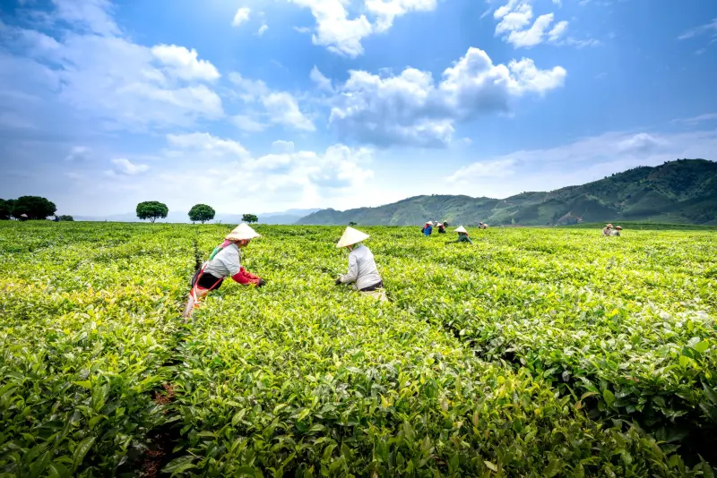 红木茶台定制全流程解析:从选材到东阳木作工艺落地
