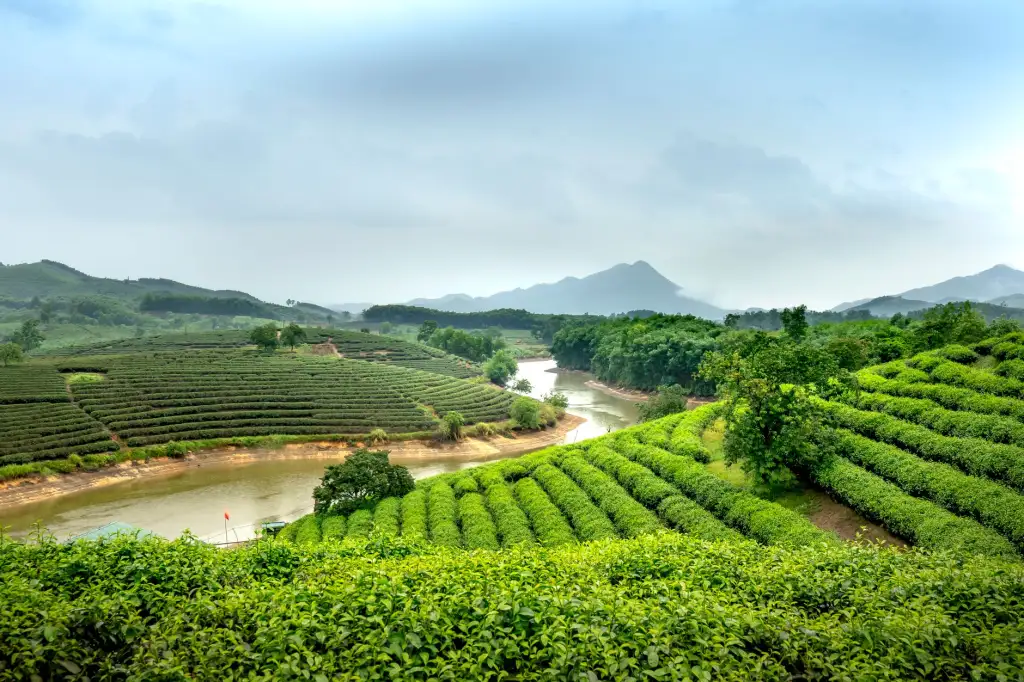龙天红木小镇新中式实木沙发与茶台定制技术解析